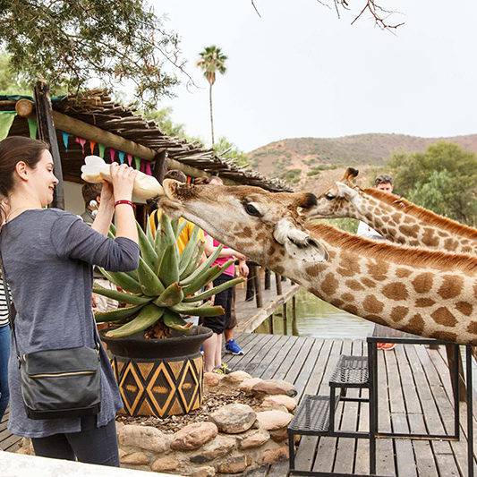 Giraffe Experience Oudtshoorn