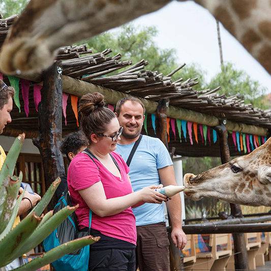 Giraffe Experience Oudtshoorn