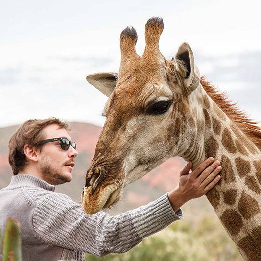 Giraffe Experience Oudtshoorn