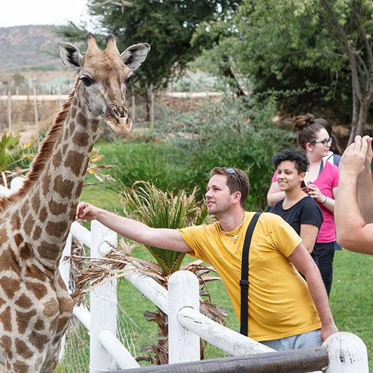 Giraffe Experience Oudtshoorn