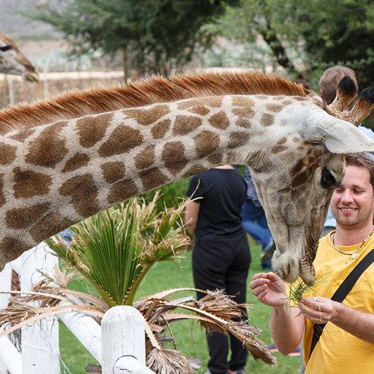 Giraffe Experience Oudtshoorn