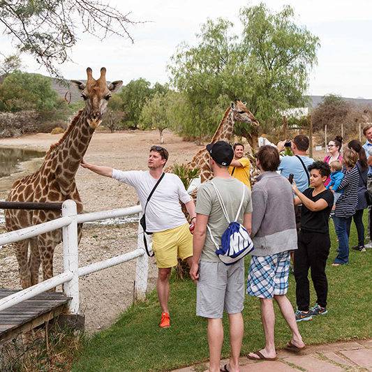 Giraffe Experience Oudtshoorn