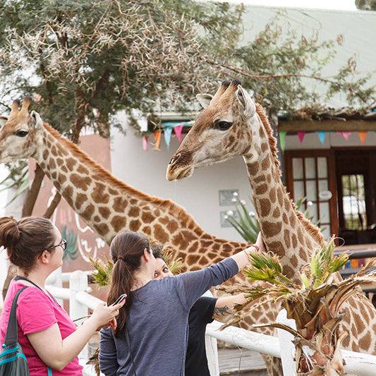 Giraffe Experience Oudtshoorn