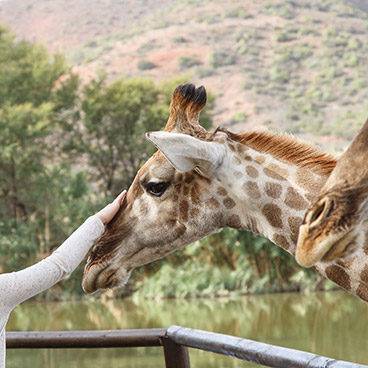 Giraffe Experience Oudtshoorn
