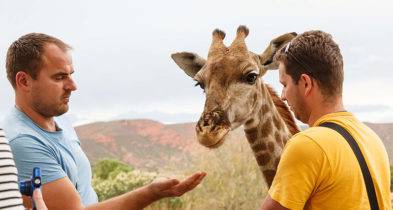 Giraffe Experience Oudtshoorn