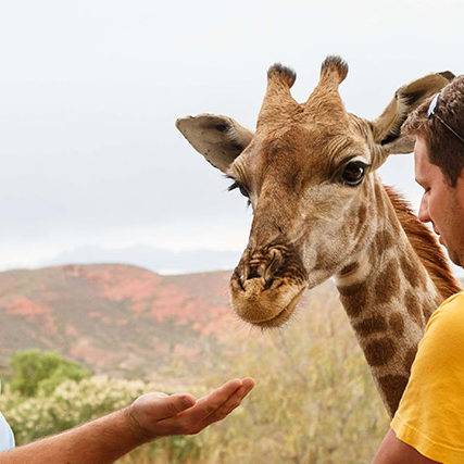 Giraffe Experience Oudtshoorn