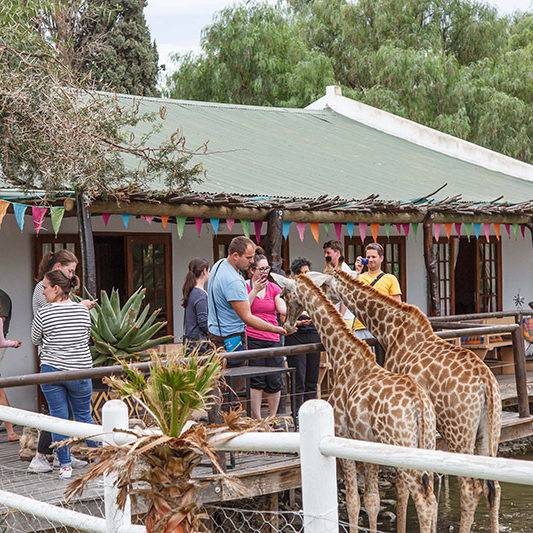 Giraffe Experience Oudtshoorn