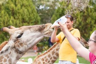 Giraffe Experience Oudtshoorn