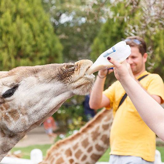 Giraffe Experience Oudtshoorn