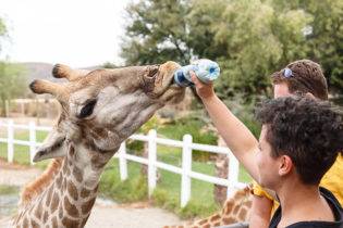 Giraffe Experience Oudtshoorn
