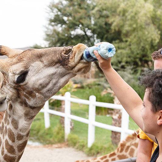 Giraffe Experience Oudtshoorn