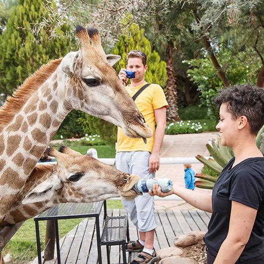 Giraffe Experience Oudtshoorn