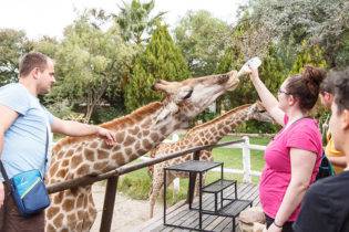 Giraffe Experience Oudtshoorn