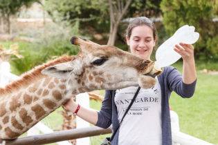 Giraffe Experience Oudtshoorn