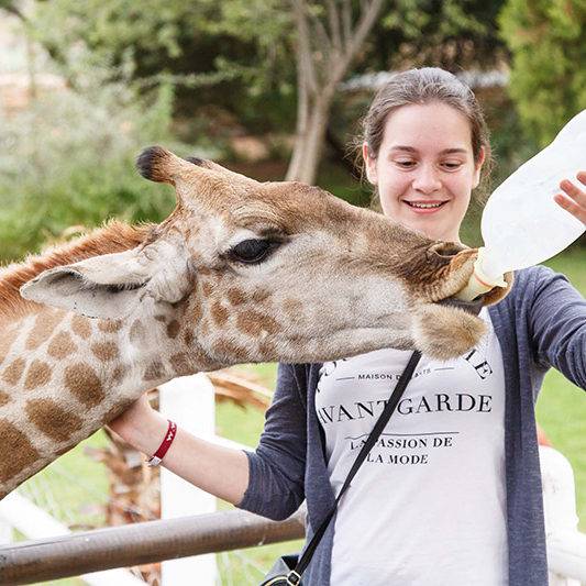 Giraffe Experience Oudtshoorn