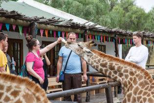 Giraffe Experience Oudtshoorn