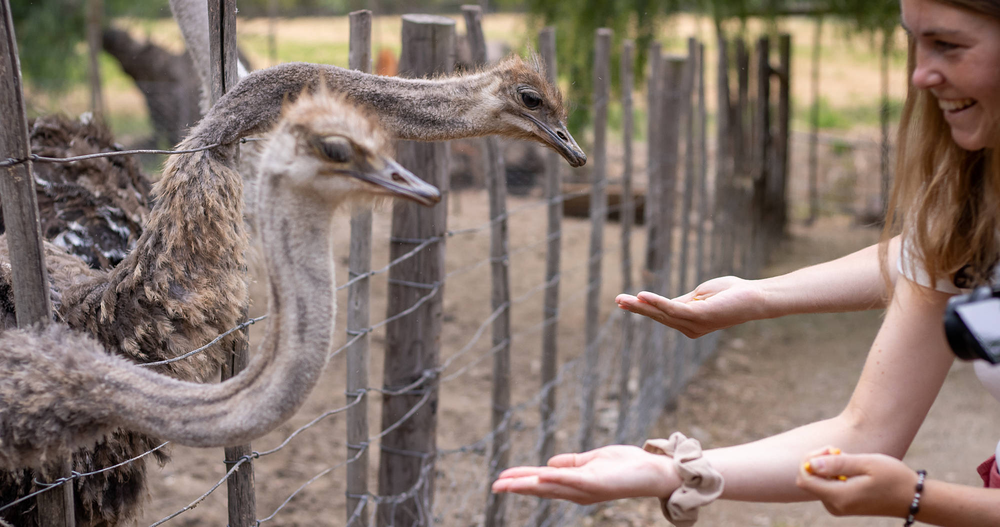 Feed the Ostriches