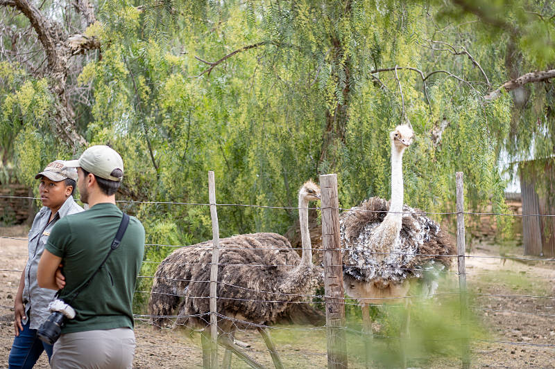 Photographer and tour guide next to 2 ostriches at Chandelier Game Lodge Oudtshoorn