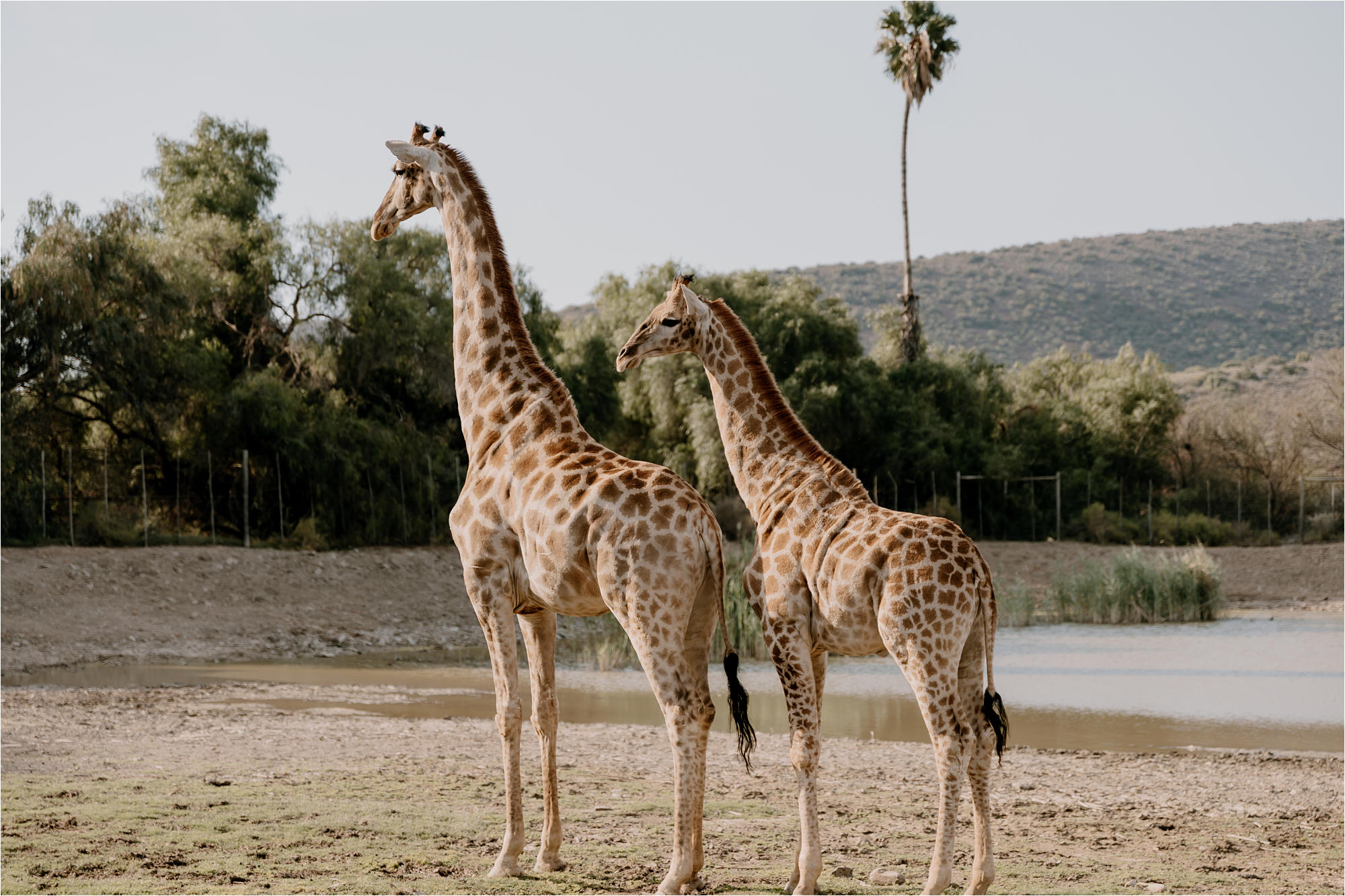 Lucky and Shiela at Chandelier Oudtshoorn